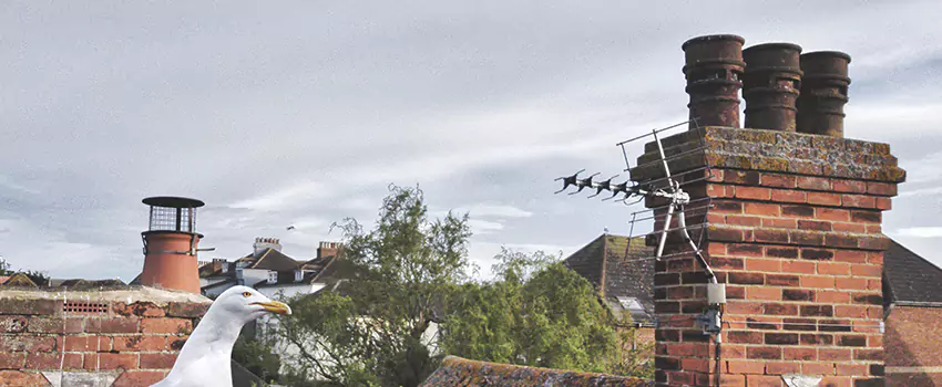 Chimney Cleaning And Restoration in Rosemount, Minnesota